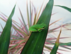 dvmbgirl:  Cute little green tree frogs rest