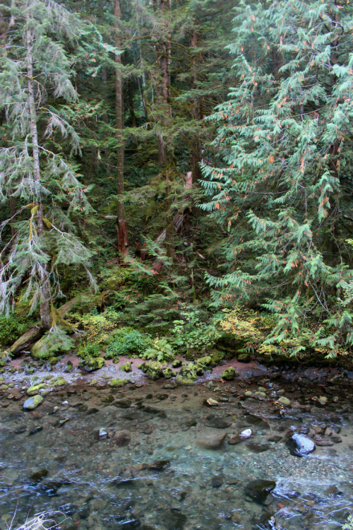 quiet-nymph: ◈ Pacific Northwest photography by Michelle N.W. ◈ ◈ Print Shop ◈ Blog ◈ Flickr ◈ ◈ Ple