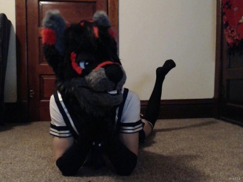 duke317:Here’s my bud, @ChewiesCuz showing off his new outfit for his fursuit!!Show him some love!!C