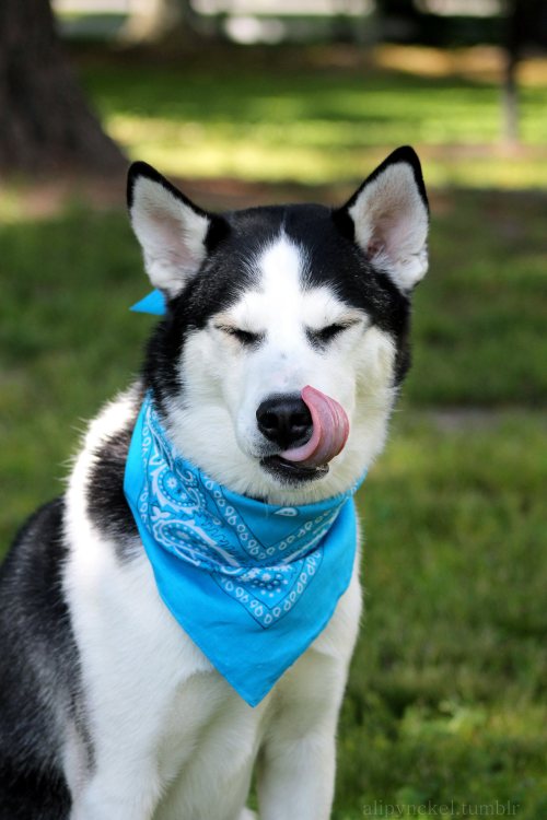 handsome dogs for you in these trying times