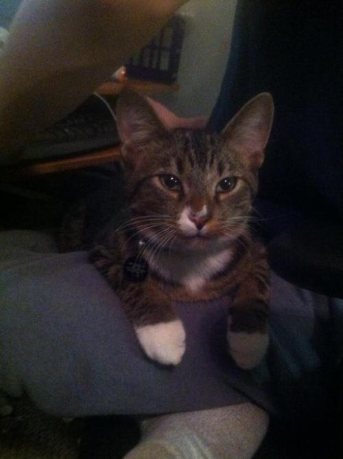 blarrg:blarrg:Help Pepperoni Get Life Saving SurgeryDonateHe is a 1 year old tabby/tuxedo cat. His h