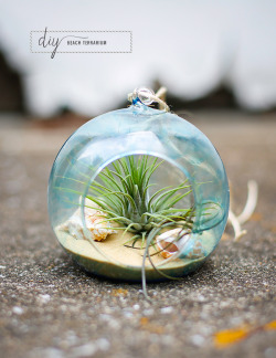 doityourselfproject:    DIY TINTED GLASS BEACH TERRARIUM  