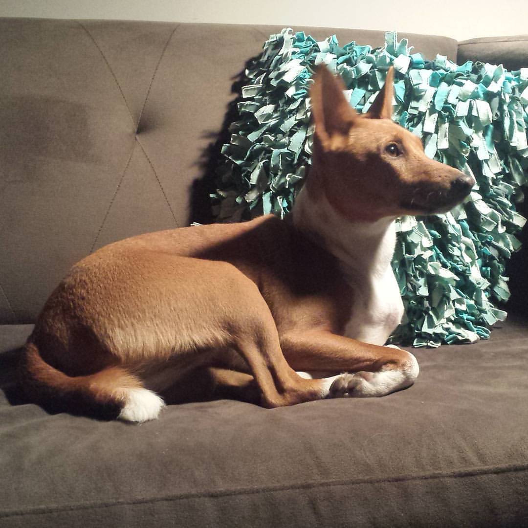 An angel in disguise. #basenji #dog #puppy #pets #animals #kaedathebasenji #Kaeda #basenjisofinstagram #dogsofinstagram #dogsofig