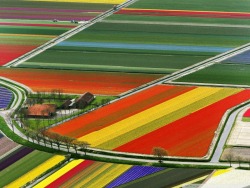 worldwaits: Aerial view of tulip flower fields