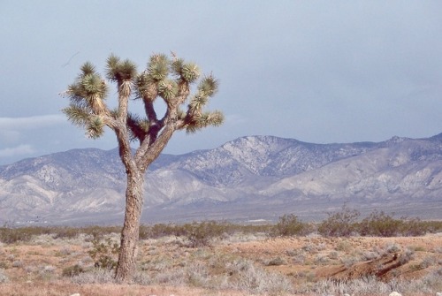 Joshua Tree (Yucca brevifolia) Near Manzanar Concentration Camp Site, Inyo County, California, 1977.