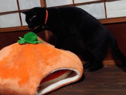 straycatj:皆しゃん　こふの　はろうぃんまじっくの　おじかんでちHey hey everyone, it’s Kofu’s Halloween Magic time!じゃあ…かぼちゃさんにのるでち？Ok…Kofu am going to sit on the pumpkin…3.2.1…Ｊせんせが出てきたでちー！せいこうでち！Wow!