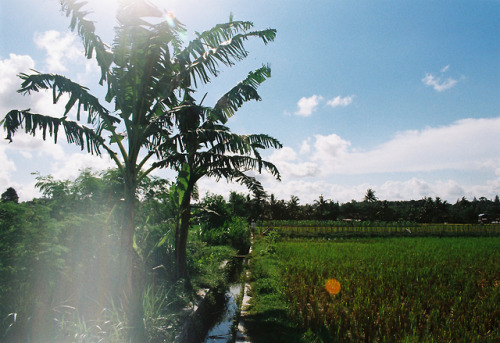 Rice paddies III - Kodak Gold, Minolta Dynax 5000i - Yogyakarta, Indonesia - February 2018