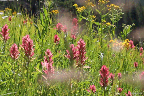 In a Mountain Meadow, flowers dancing: &copy; gif by riverwindphotography, July 2020