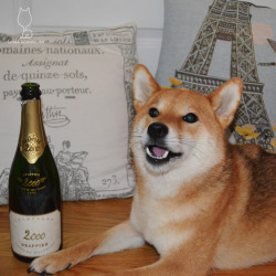 shibasommelier:  1995 Champagne Drappier