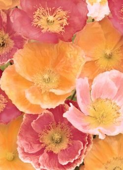 chasingrainbowsforever:Iceland Poppies