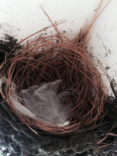 Mr. and Mrs. Sparrow have nested atop the column outside my family room door. I snapped a photo of t