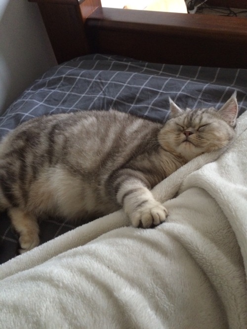 animalsdancing: I wish I was that cosy!