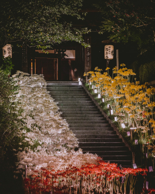  Saiho-ji Temple in Yokohama, famous for its cluster amaryllis, holds a light-up event for just one 