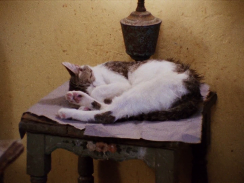 365filmsbyauroranocte: Grey Gardens (Ellen Hovde, Albert Maysles, David Maysles & Muffie Meyer, 1975): cats