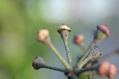 I bought some extension tubes to try to do some affordable #macro #photography! It’s pretty hard, es