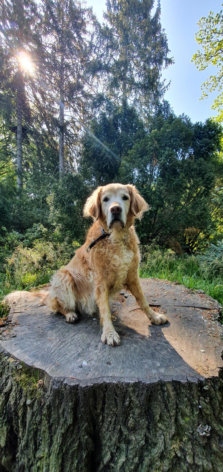 A very photogenic good boy