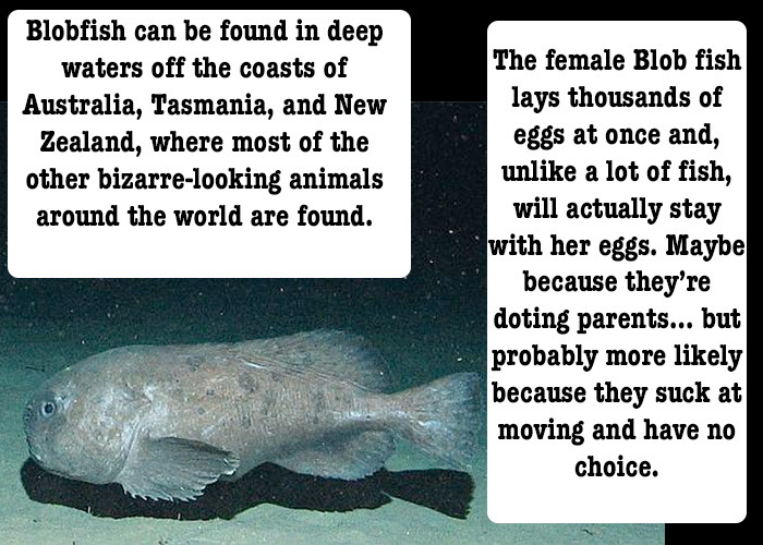 Good Reef. — What about the Blobfish?