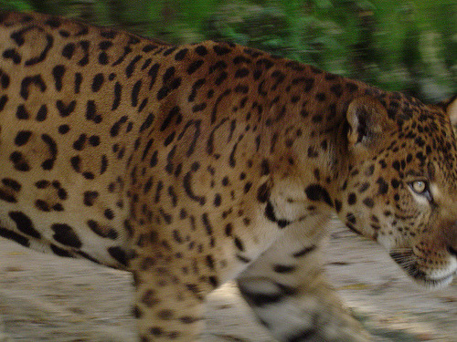 Porn photo panthxra:  fyanimaldiversity:  Jaguar (Panthera