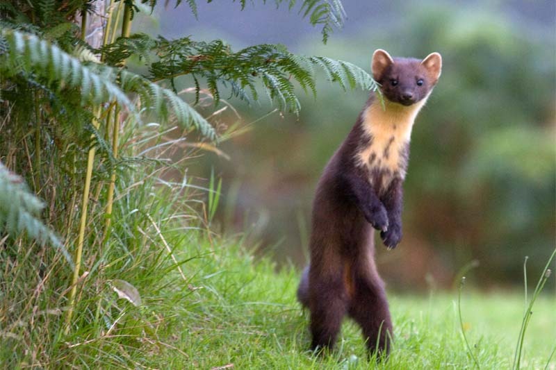 Pine Martens Lyra&rsquo;s daemon Pantalaimon settled as a pine marten 