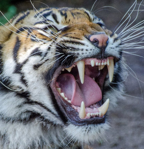 funnywildlife:  Sumatra-Tiger Tila ist gerade nicht so gut drauf, Zoo Heidelberg by Tierfotografie mit Herz on Flickr.