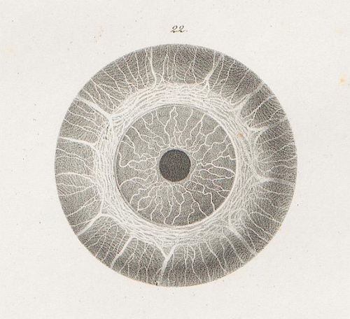 nemfrog:  The eye. Tabulae anatomicae. 1839.Heidelberg