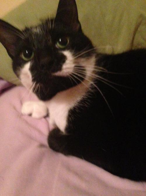 vag-badger:  For those of you who follow me, you’re already probably aware that my roommate passed away unexpectedly on February 26th. She left behind her cat, Trill, who is in need of a new home. She’s a sweetheart, but she and I don’t get on well