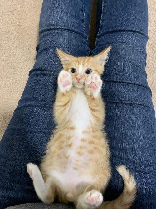 cuteness–overload:Beans!Source: http://bit.ly/2I8IM0T