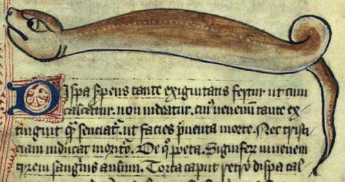 lpbestiary:The Dipsa is a serpentine creature found in Medieval bestiaries. It resembles a snake so 