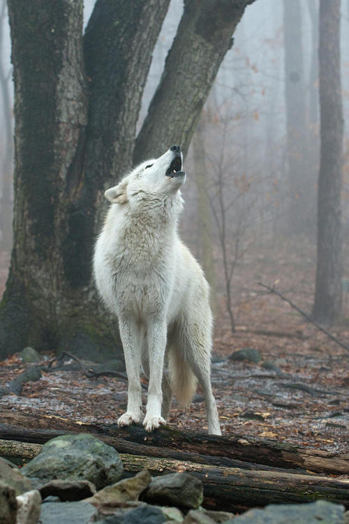 beautiful-wildlife:The Howling by © Michael Barry