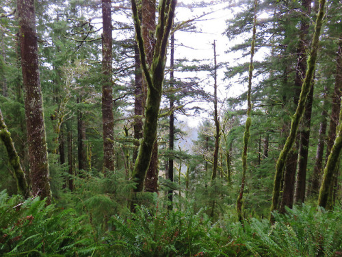 Cummins Ridge Trail by yunckette