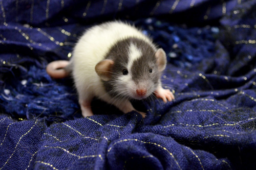 Some babies from a current Silvermane litter :) Painfully cute and only three weeks old!Silvermane F