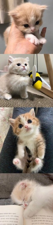 pet-lovememorial: cat-memorial:  You’re my little baby  lovely  可愛いなぁ❤️