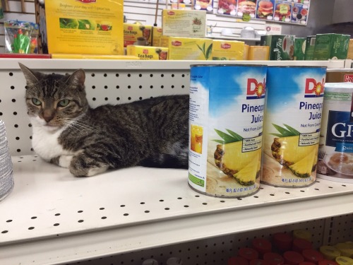 bodegacat:Dole Cat. So much chill.