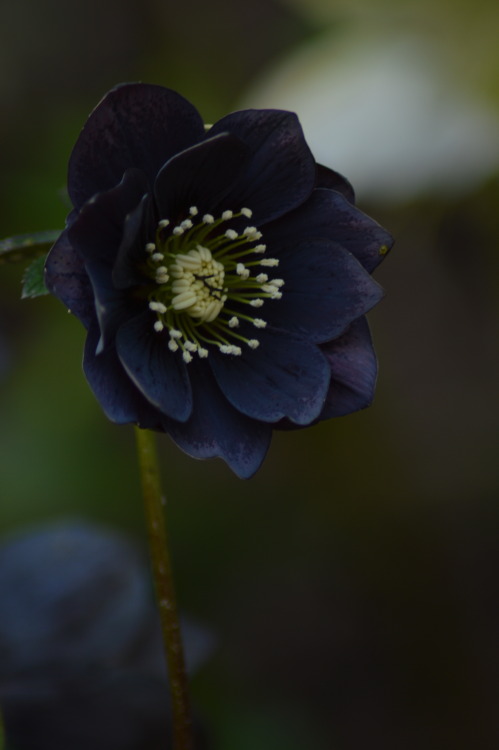 eljardinbogi:   Helleborus Orientalis March 2016By Gijs De Beelde 