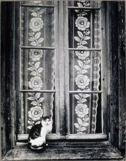 enchantemoimerlin:    Brassaï    Chat au Rideau de Dentelle, 1937  