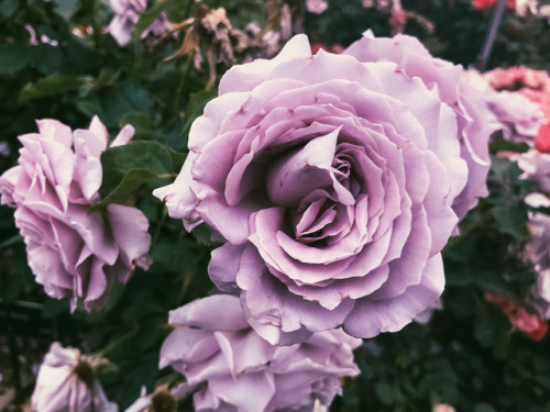 leahberman: paint the roses purple Huntington Library, California instagram 