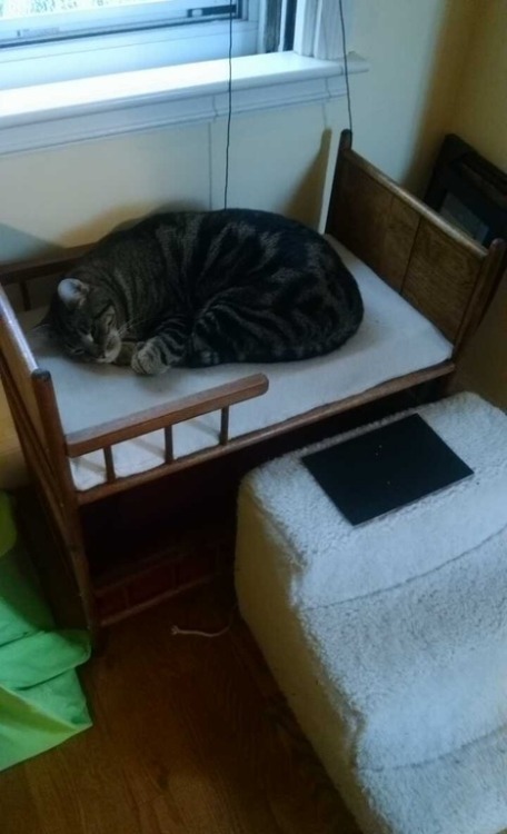 americanlibraryassoc: catsbeaversandducks: Doll Bed Is The New Box All photos via Reddit. Please cli