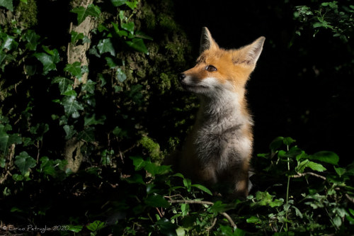 Petit rayon de soleil. by DorianHunt (Renard roux) (Rotfuchs) (Volpe rossa) (Red fox) (Vulpes vulpes