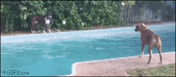 4gifs:  “No toy for you.” - Trolldog. [video]