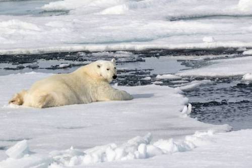 Chill out, relax, it&rsquo;s international #polarbear day.