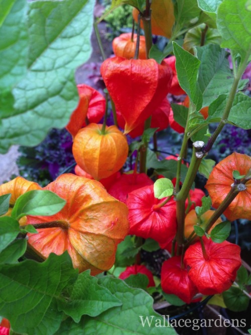 Physalis alkekengi (Chinese Lantern)   This unusual plant is a member of the potato family, Solanace