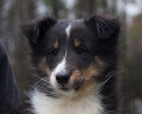 Claire Apple’s working-bred sheltie puppies photographed by Rachel Toren(mine is one of the bottom t