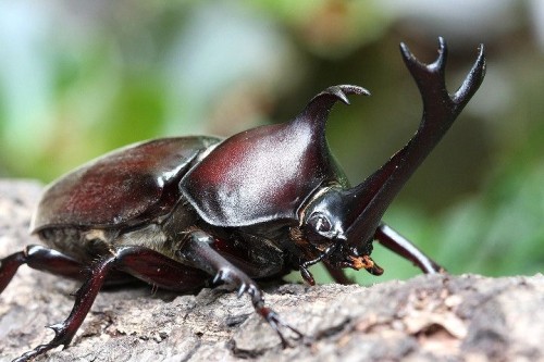 Allomyrina Dichotoma, Also Known As The Japanese Rhinoceros Beetle Or Japanese Horned Beetle, Is A Species