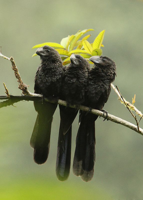 Smooth-billed Ani by Jim Burns