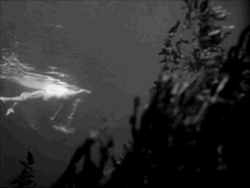 swampthingy:Creature from the Black Lagoon (1954)