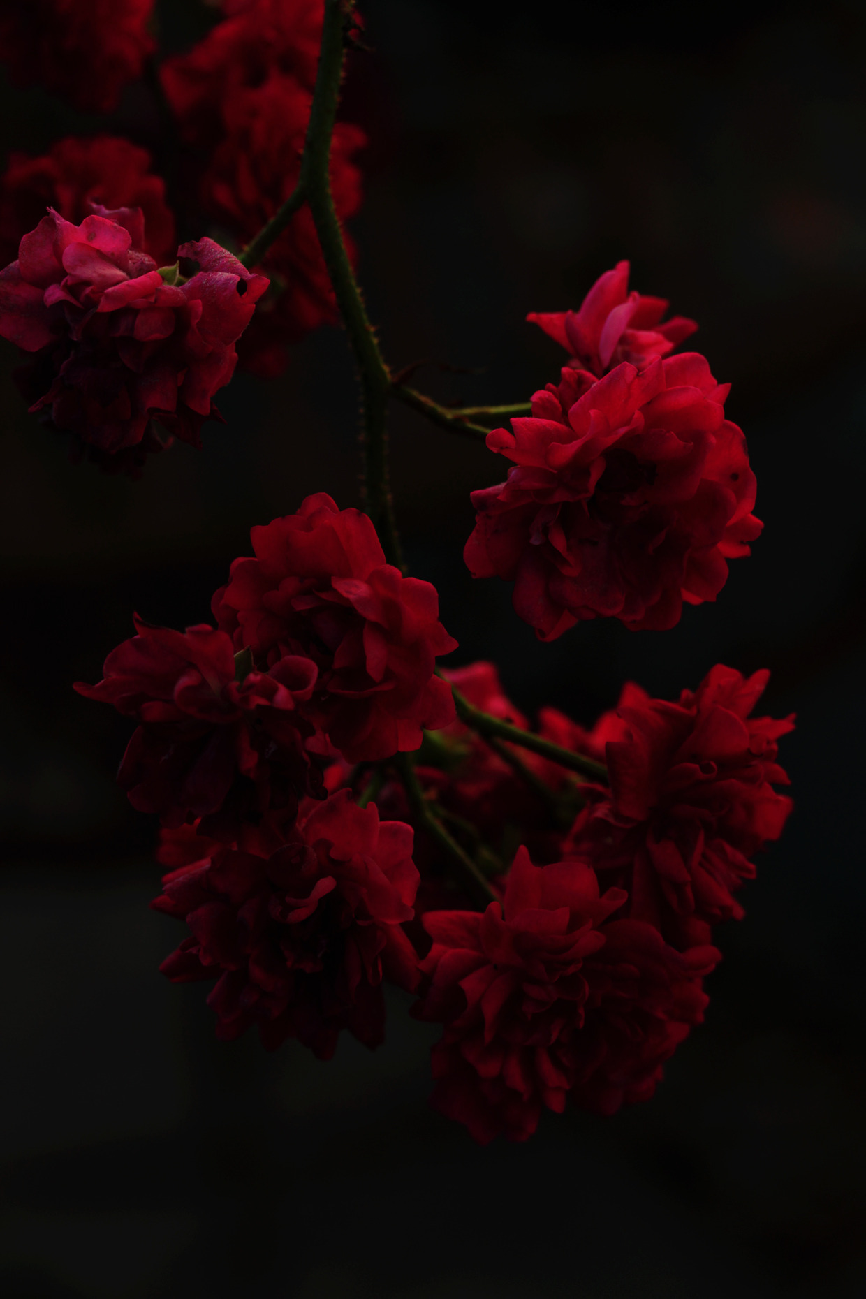 greenreblooming:  „Our sweetest songs are thosethat tell of saddest thought.“