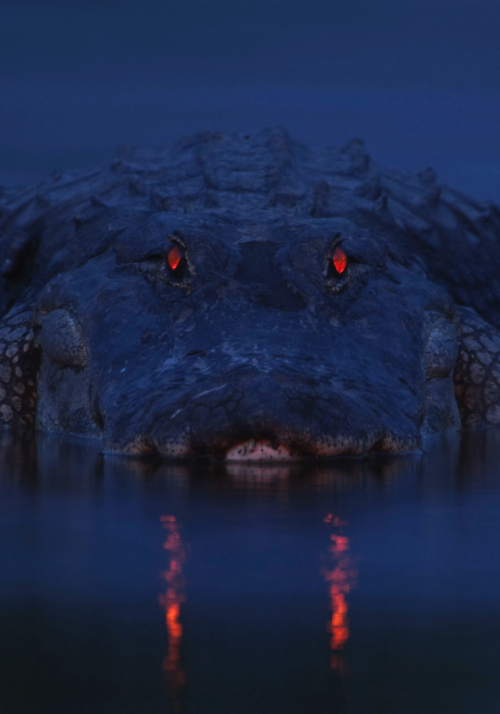 realmonstrosities:nubbsgalore:the red eyeshine of the alligator occurs when light enters its eyes, p