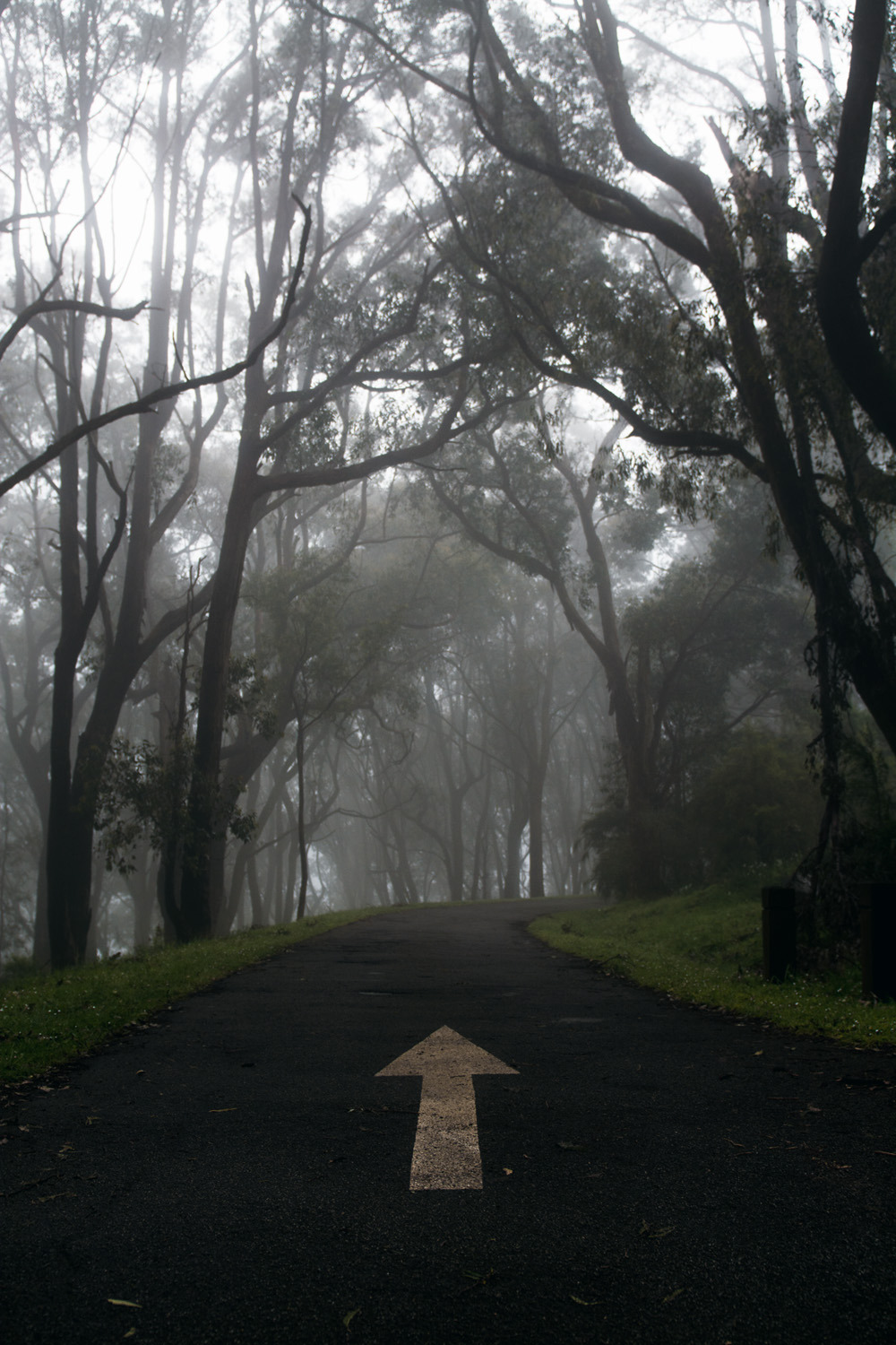 hullocolin: Dandenong Ranges National Park, Australia Jaccob McKay | Instagram |