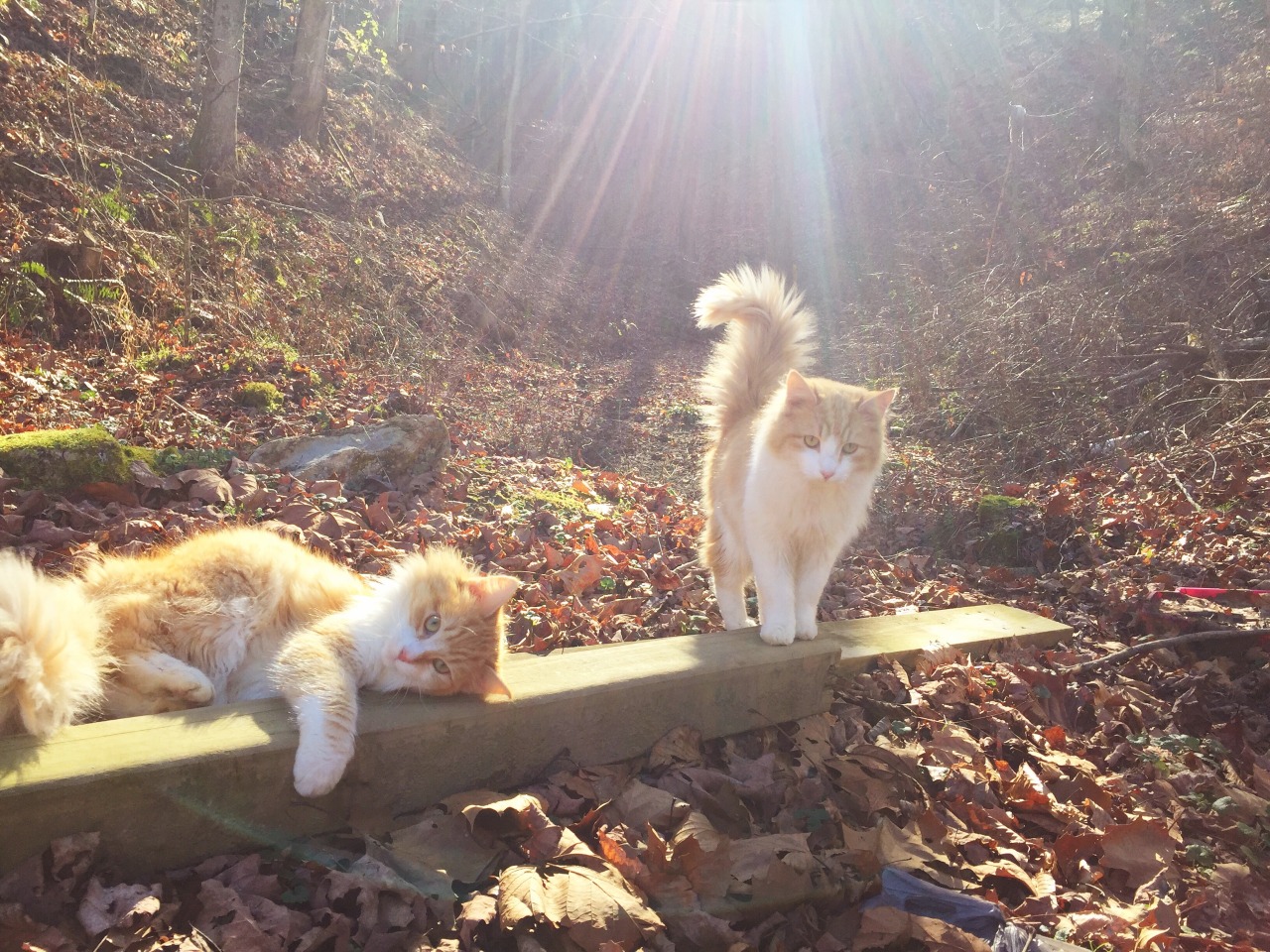 nekosugar:My majestic fluff tails are actually forest angels.