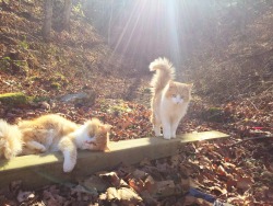 Nekosugar:my Majestic Fluff Tails Are Actually Forest Angels.